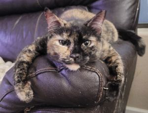 ◆Cat◆ Cats for Adoption Near Glendale, AZ | Petfinder