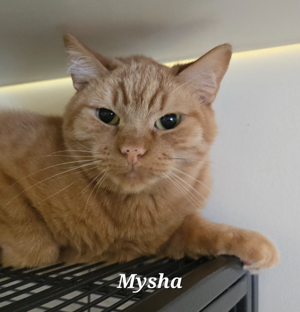 Mysha