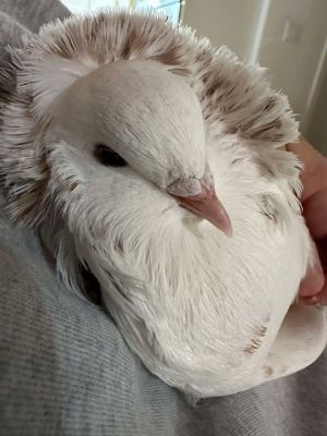 Marjoram may be DNA confirmed male but he sure isnt your typical spicy male pigeon who likes to st