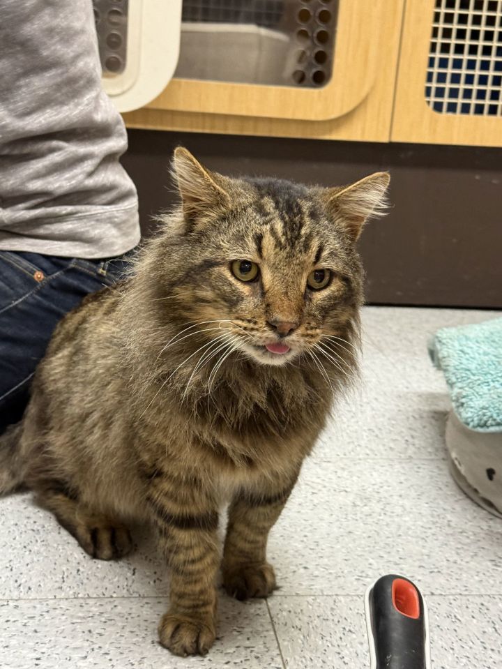 Cat for adoption - Kessler Napa, a Maine Coon & Domestic Long Hair Mix ...