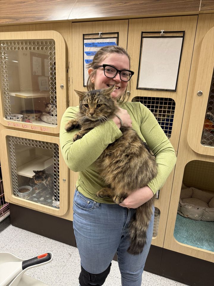 Cat for adoption - Kessler Napa, a Maine Coon & Domestic Long Hair Mix ...