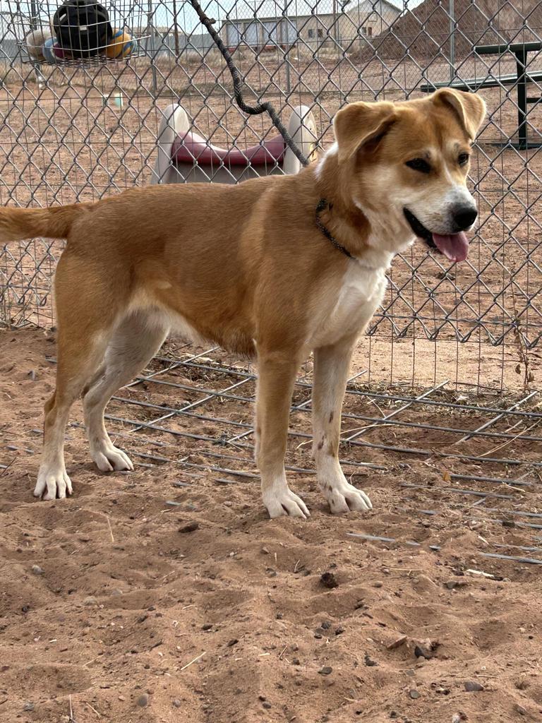 Sunshine, an adoptable Mixed Breed in Holbrook, AZ, 86025 | Photo Image 1