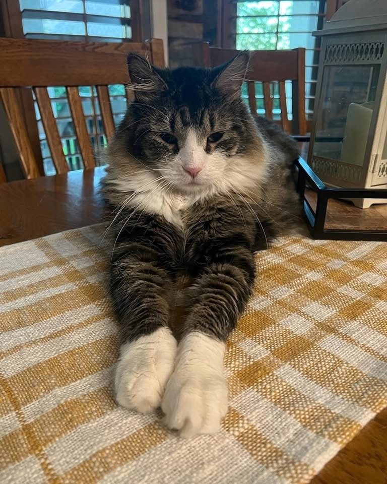 Macaroni aka Mac, an adoptable Domestic Medium Hair in Sandy, UT, 84070 | Photo Image 1