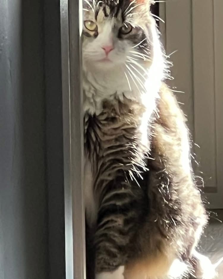 Macaroni aka Mac, an adoptable Domestic Medium Hair in Sandy, UT, 84070 | Photo Image 2