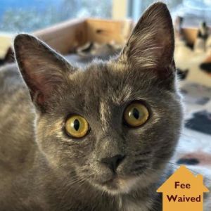 Love Note, Baby Female Domestic Short Hair