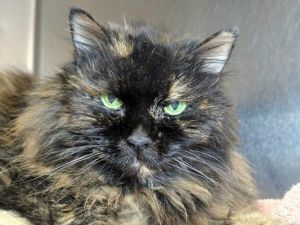 Edna Mode, Senior Female unknown