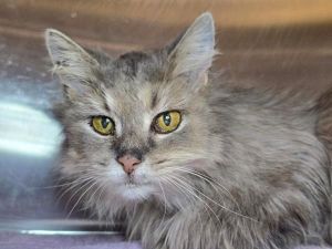 Rosie, Senior Female unknown