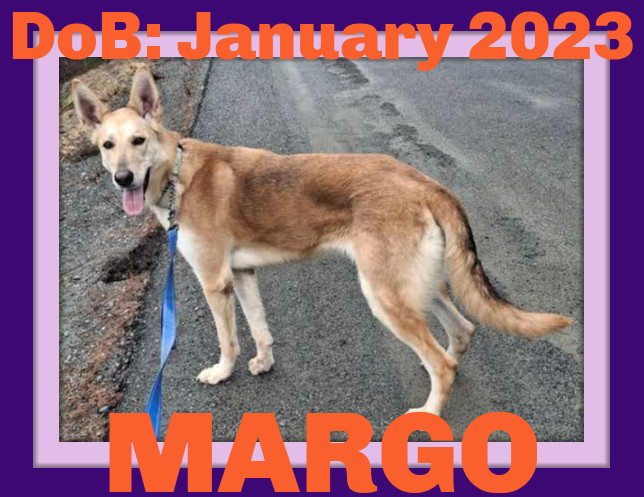 MARGO - $300, an adoptable German Shepherd Dog, Collie in Sebec, ME, 04481 | Photo Image 1