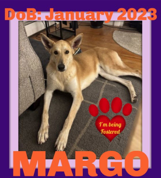 MARGO - $250, an adoptable German Shepherd Dog, Collie in Sebec, ME, 04481 | Photo Image 1