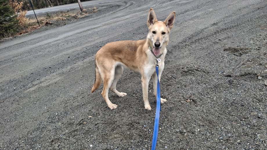 MARGO - $300, an adoptable German Shepherd Dog, Collie in Sebec, ME, 04481 | Photo Image 2