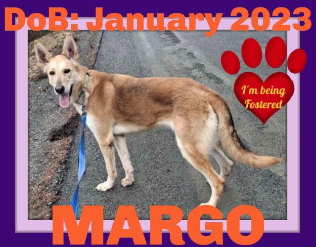 MARGO - $250, an adoptable German Shepherd Dog, Collie in Sebec, ME, 04481 | Photo Image 2
