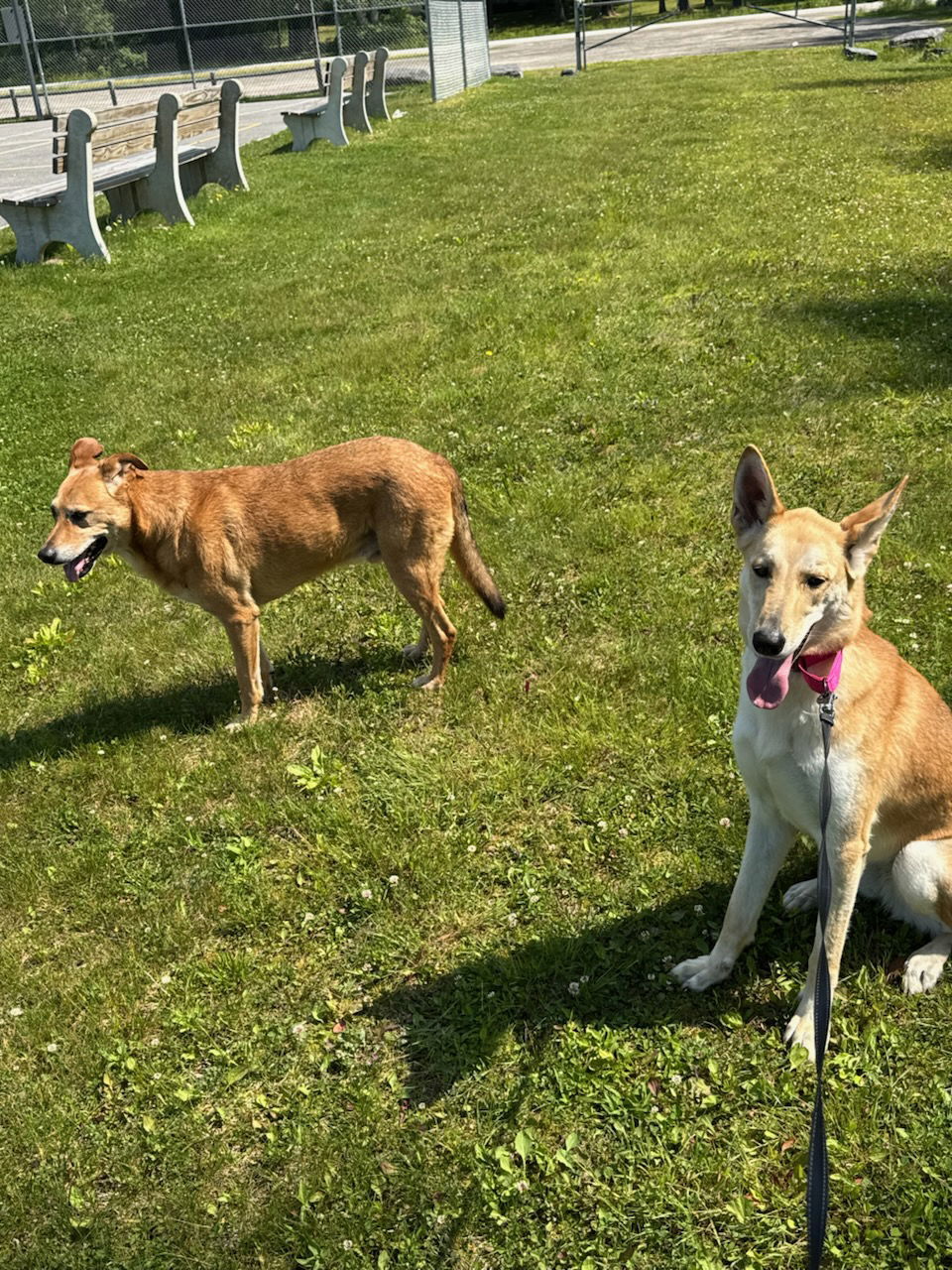 MARGO - FOSTERED in S. Maine, an adoptable German Shepherd Dog, Collie in Sebec, ME, 04481 | Photo Image 2