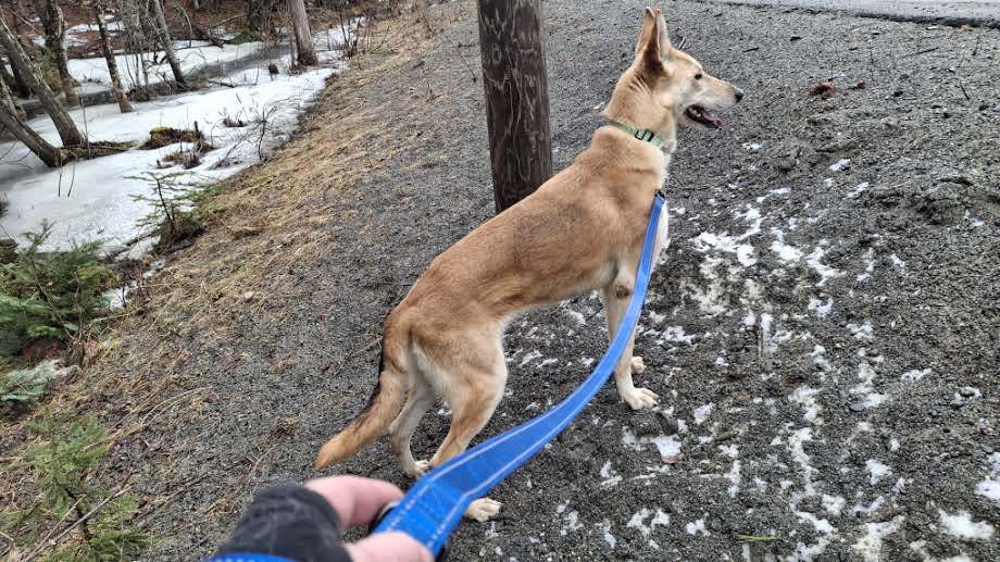 MARGO - $300, an adoptable German Shepherd Dog, Collie in Sebec, ME, 04481 | Photo Image 3