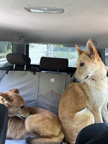 MARGO - $250, an adoptable German Shepherd Dog, Collie in Sebec, ME, 04481 | Photo Image 3