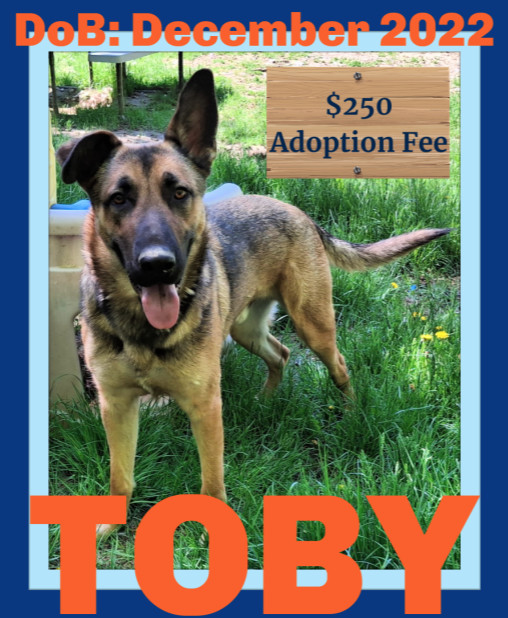 TOBY - $250, an adoptable German Shepherd Dog in Sebec, ME, 04481 | Photo Image 1