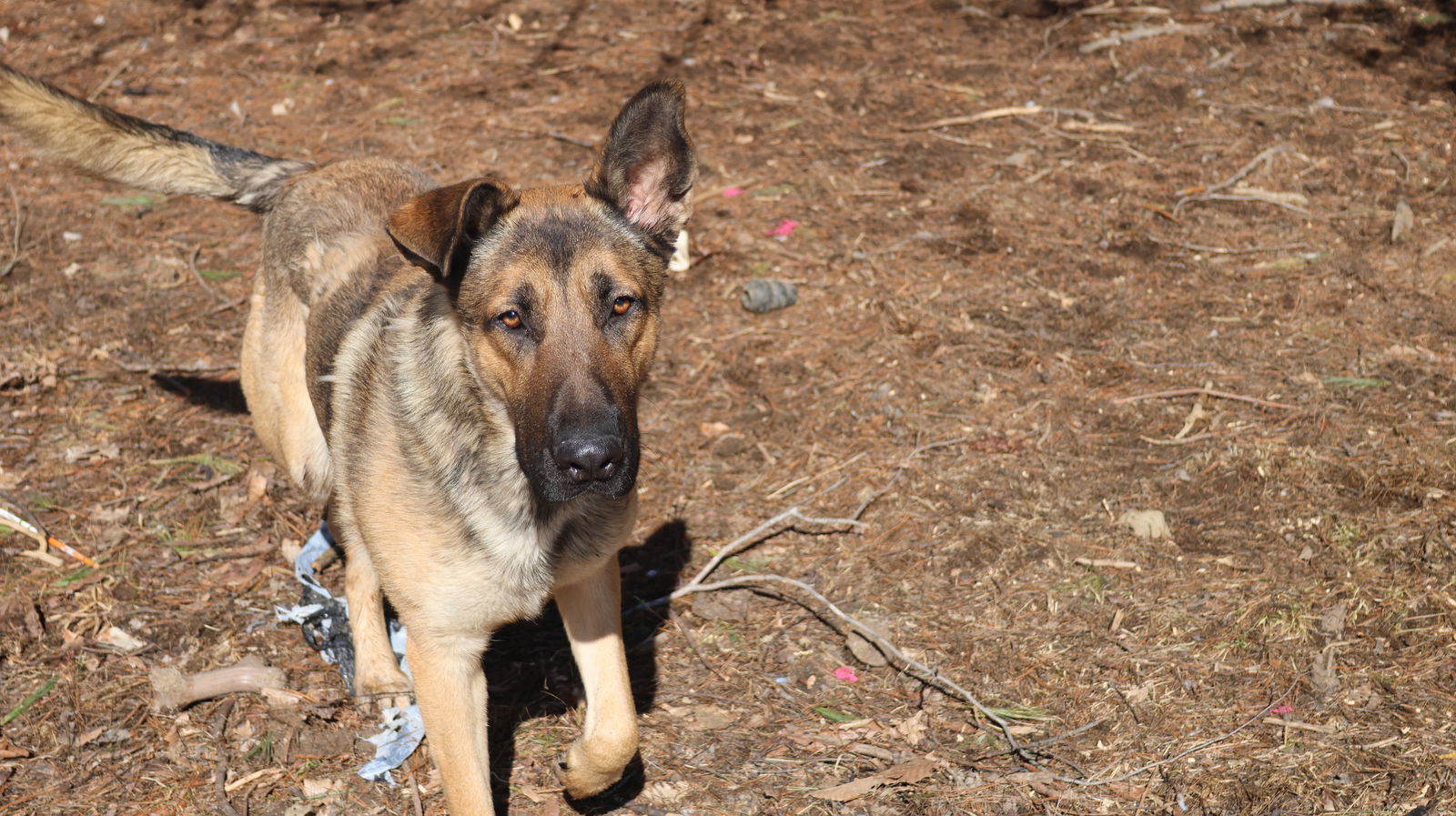 TOBY, an adoptable German Shepherd Dog in Sebec, ME, 04481 | Photo Image 2