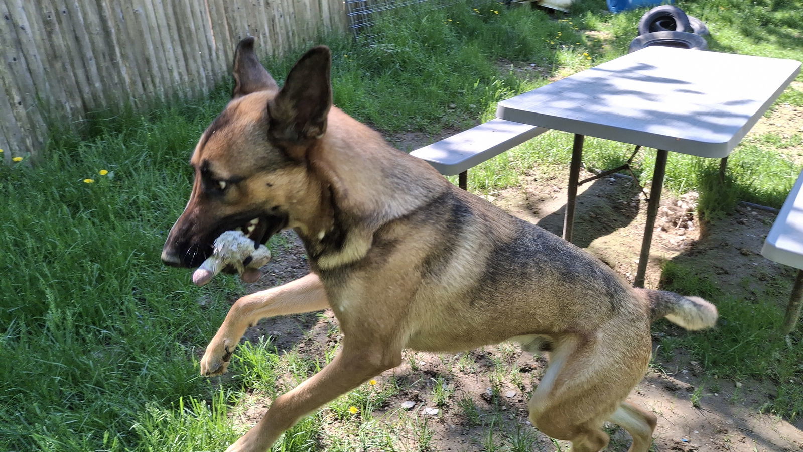 TOBY - $250, an adoptable German Shepherd Dog in Sebec, ME, 04481 | Photo Image 2
