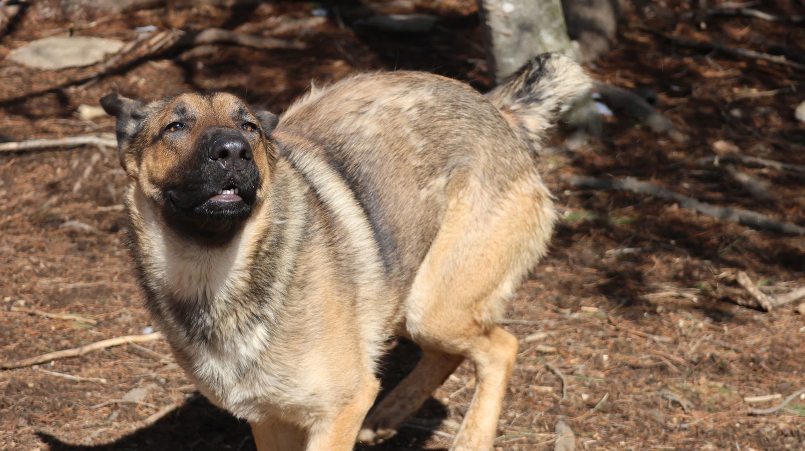 TOBY, an adoptable German Shepherd Dog in Sebec, ME, 04481 | Photo Image 3