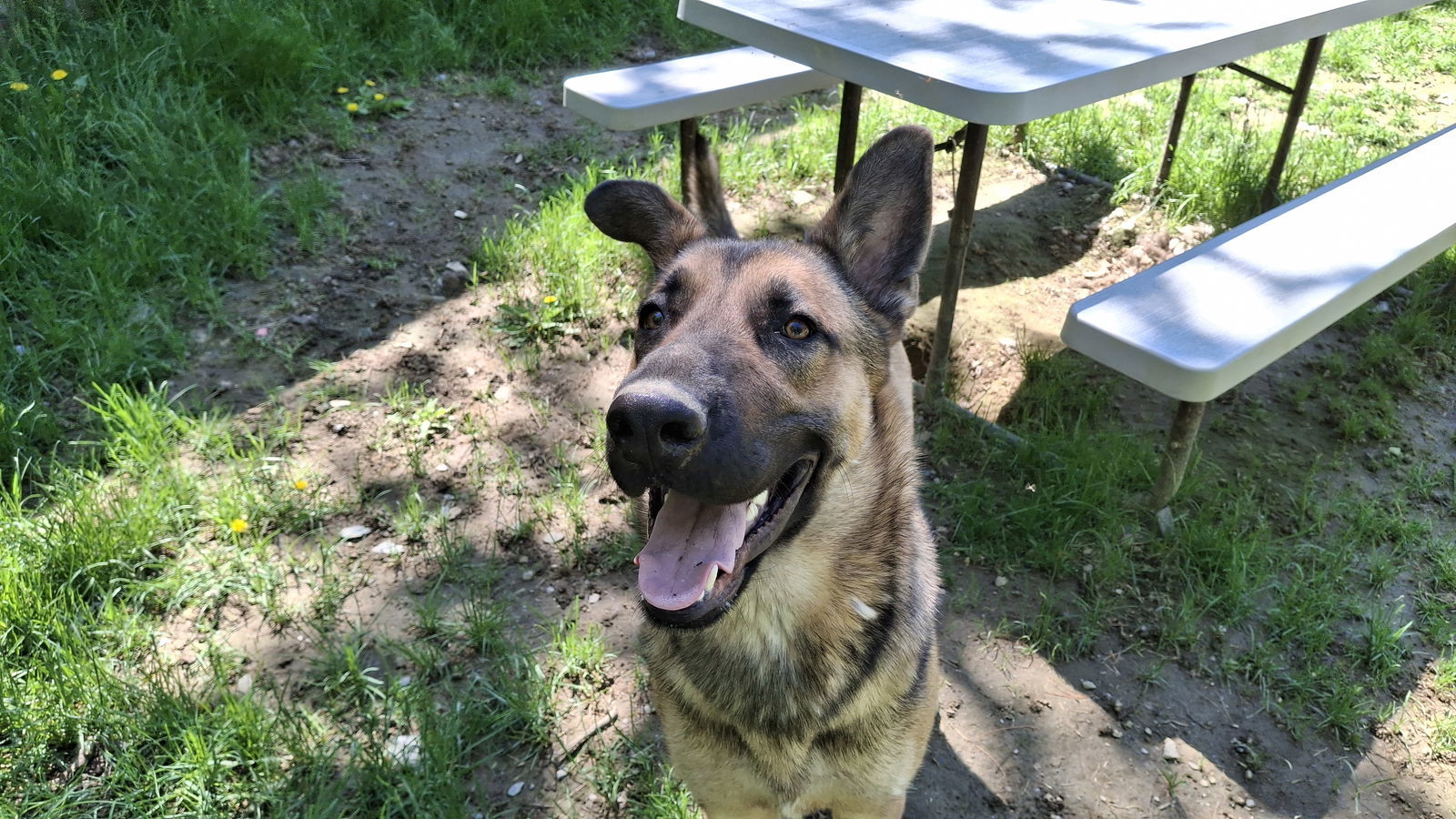 TOBY - $250, an adoptable German Shepherd Dog in Sebec, ME, 04481 | Photo Image 3