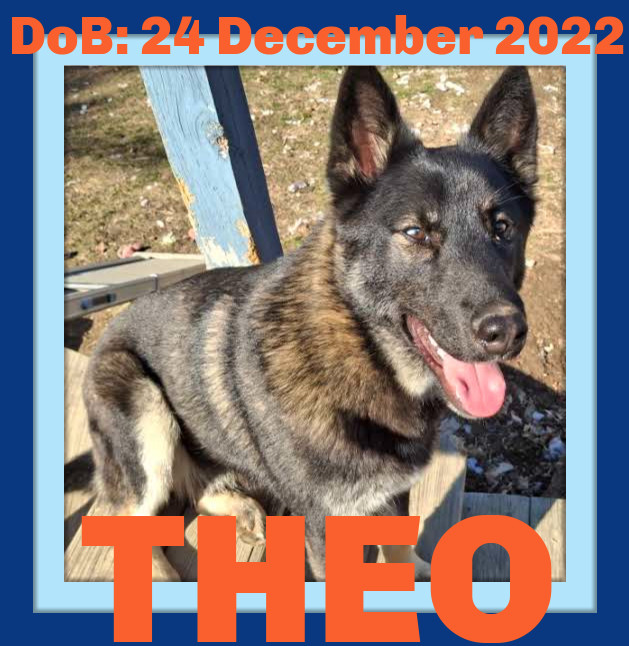 THEO, an adoptable Husky, Belgian Shepherd / Malinois in Sebec, ME, 04481 | Photo Image 1