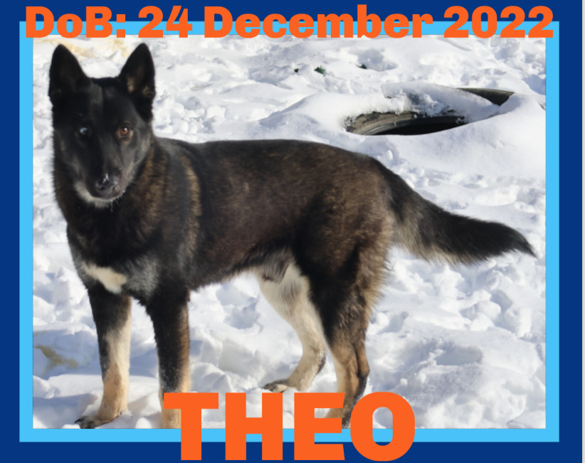 THEO, an adoptable Husky, Belgian Shepherd / Malinois in Sebec, ME, 04481 | Photo Image 2