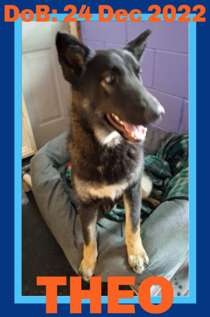 THEO, an adoptable Husky, Belgian Shepherd / Malinois in Sebec, ME, 04481 | Photo Image 3