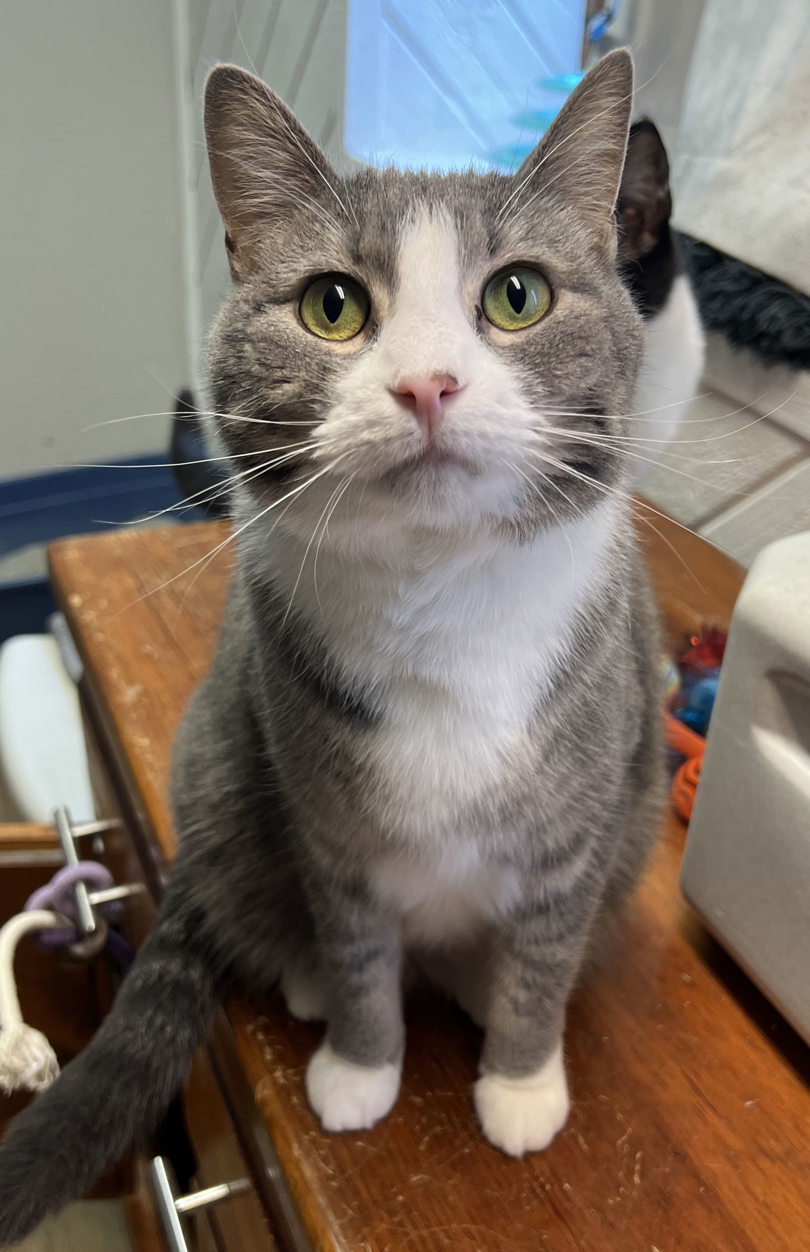 Sybil