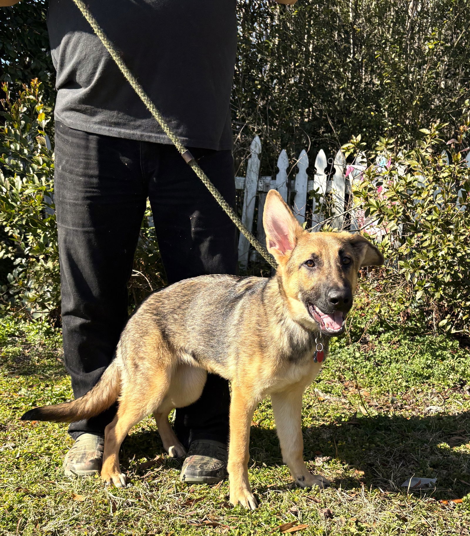 V-5months/Spay Contract Required/ $425