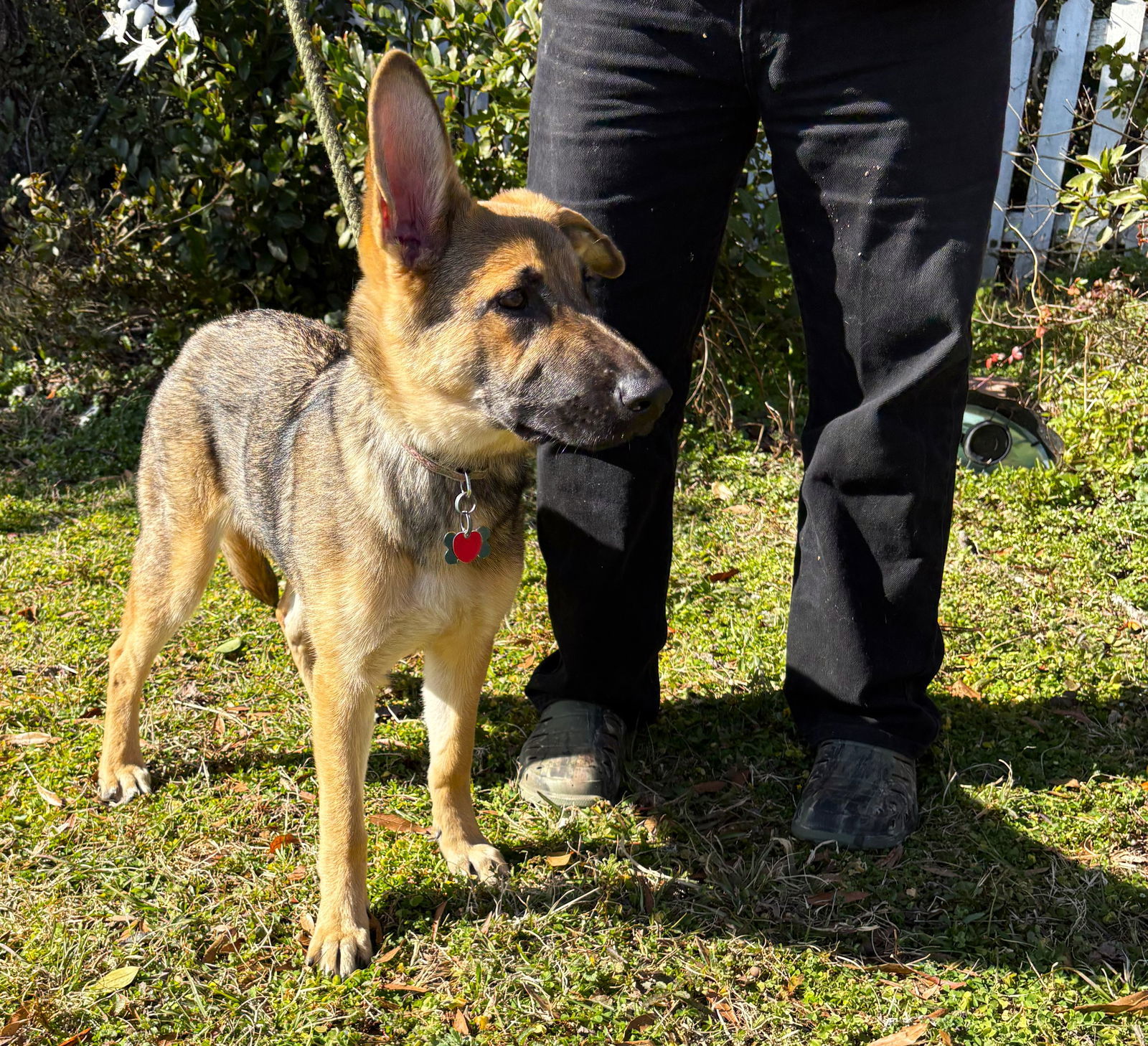 V-5months/Spay Contract Required/ $425