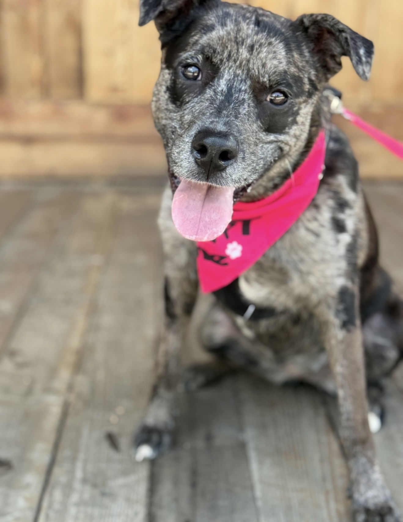 Stella