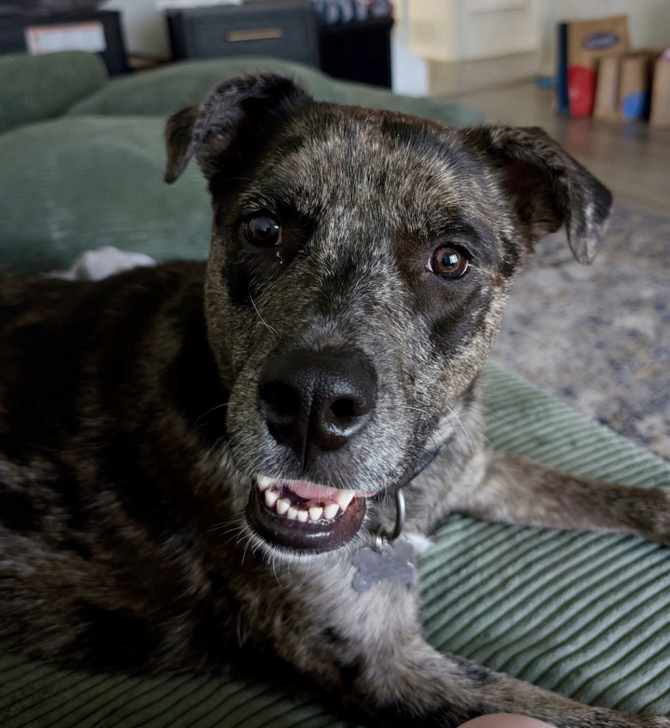 Stella