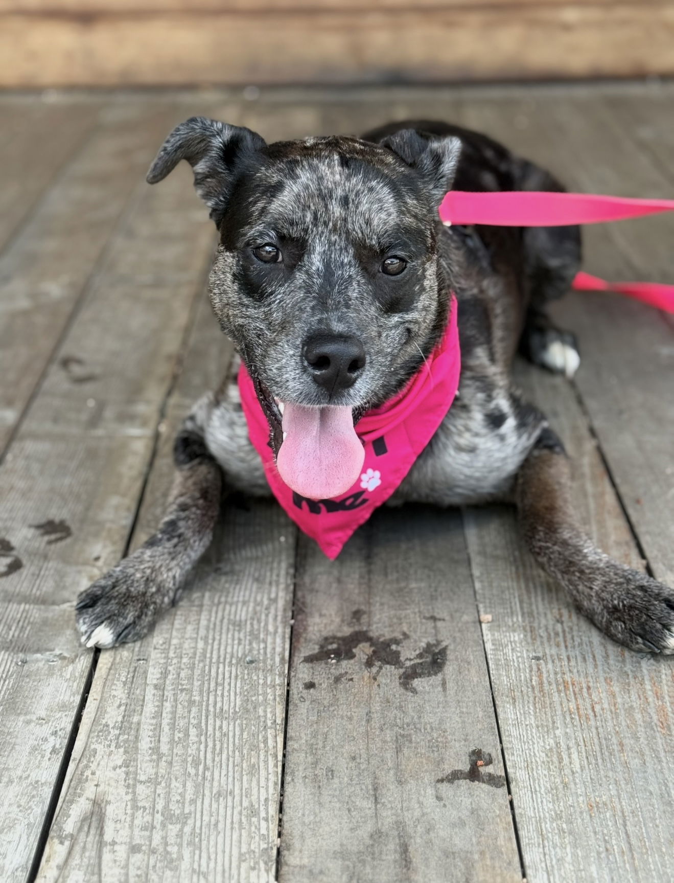 Stella