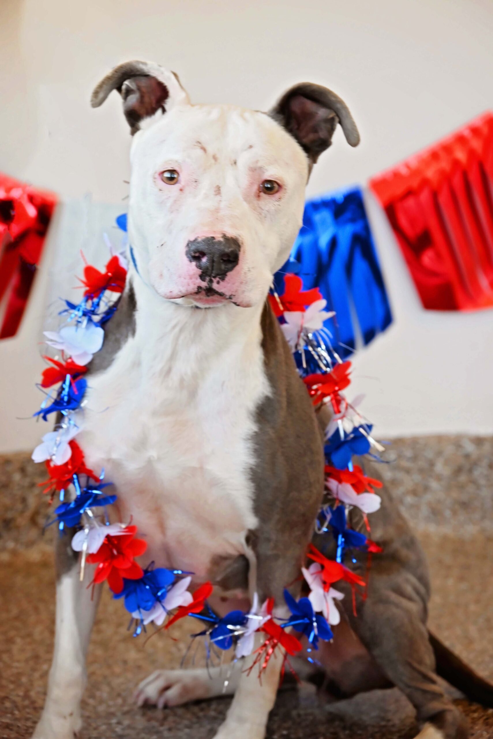 Inali, an adoptable Pit Bull Terrier in Fallon, NV, 89406 | Photo Image 1