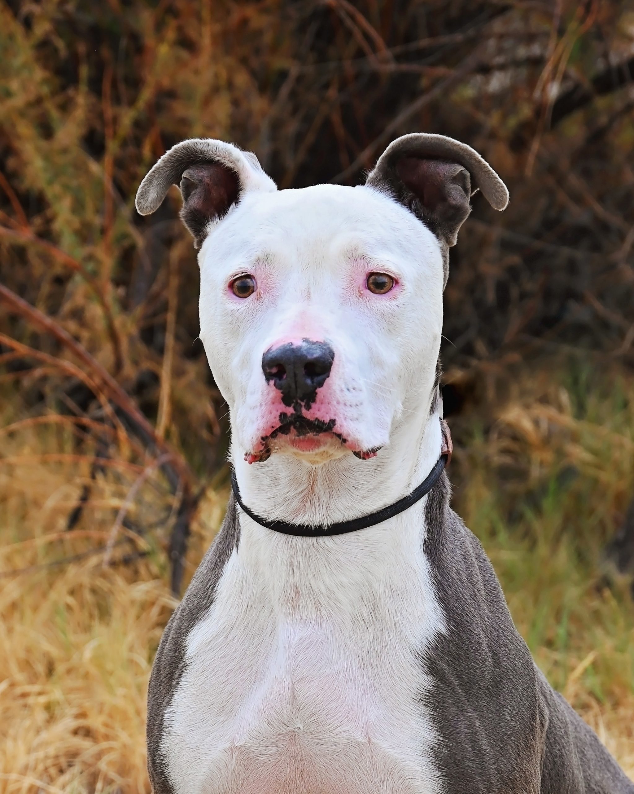 Inali, an adoptable Pit Bull Terrier in Fallon, NV, 89406 | Photo Image 1