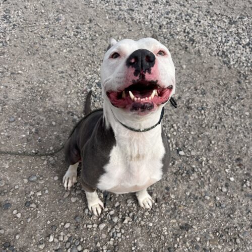 Inali, an adoptable Pit Bull Terrier in Fallon, NV, 89406 | Photo Image 2