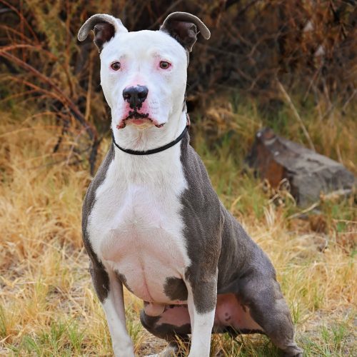 Inali, an adoptable Pit Bull Terrier in Fallon, NV, 89406 | Photo Image 2