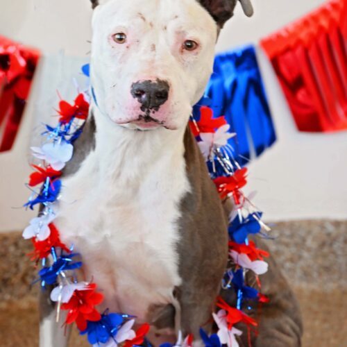 Inali, an adoptable Pit Bull Terrier in Fallon, NV, 89406 | Photo Image 3
