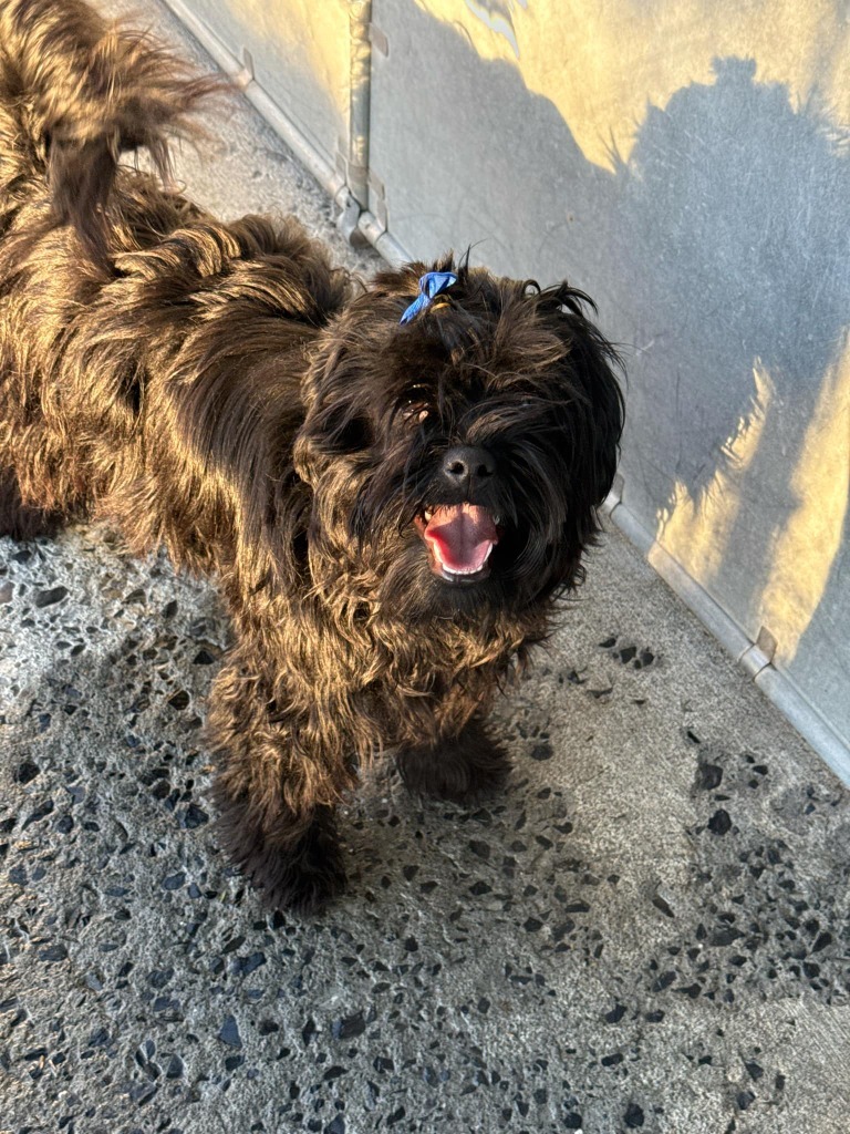 Oreo, an adoptable Yorkshire Terrier, Affenpinscher in Kodiak, AK, 99615 | Photo Image 2