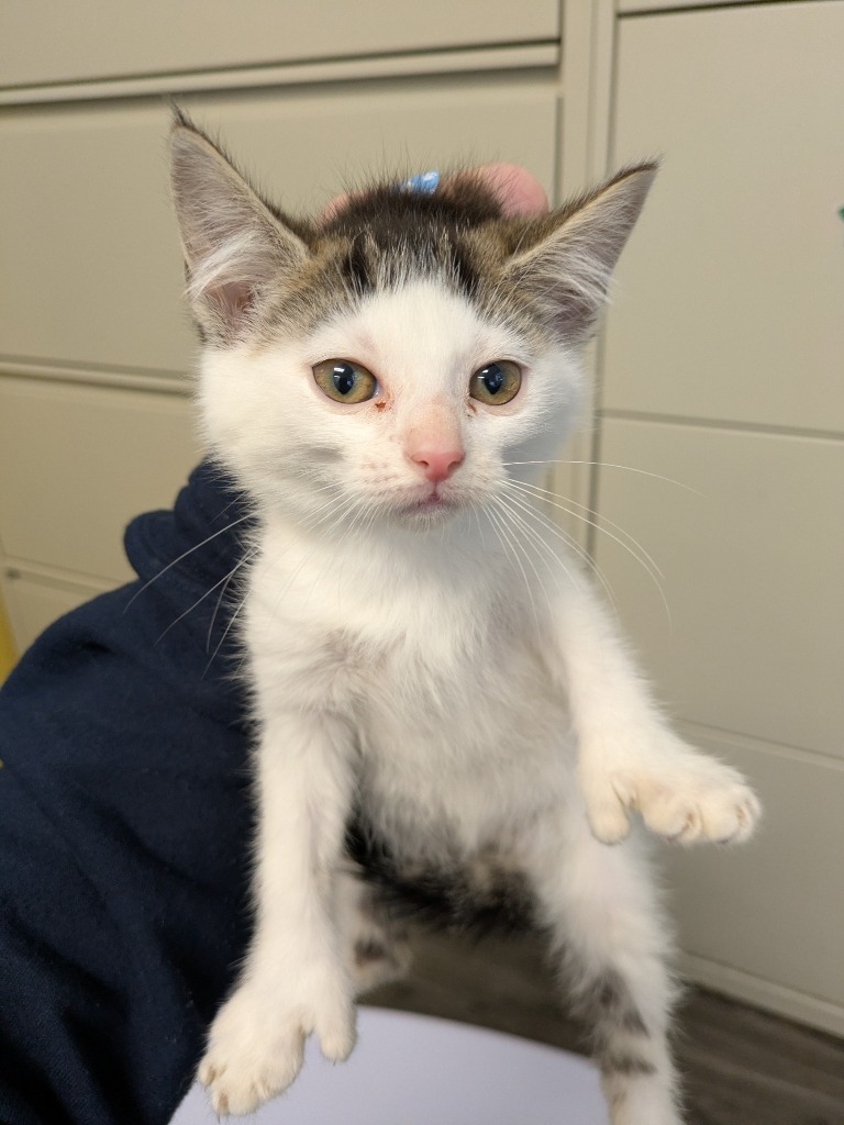 Bearly, an adoptable Ragamuffin in Kodiak, AK, 99615 | Photo Image 2