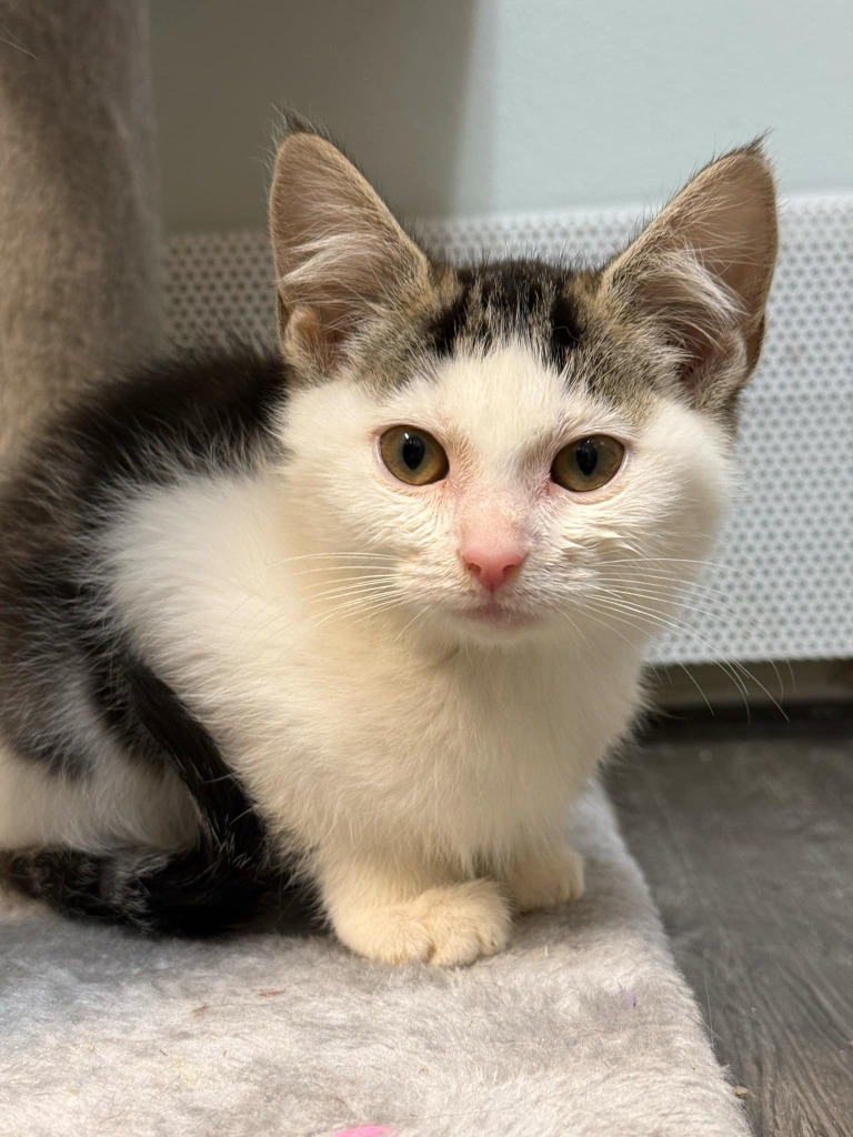 Bearly, an adoptable Ragamuffin in Kodiak, AK, 99615 | Photo Image 3