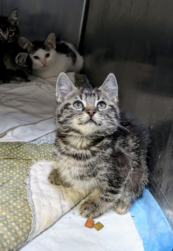 Wolf, an adoptable Domestic Short Hair in Kodiak, AK, 99615 | Photo Image 1