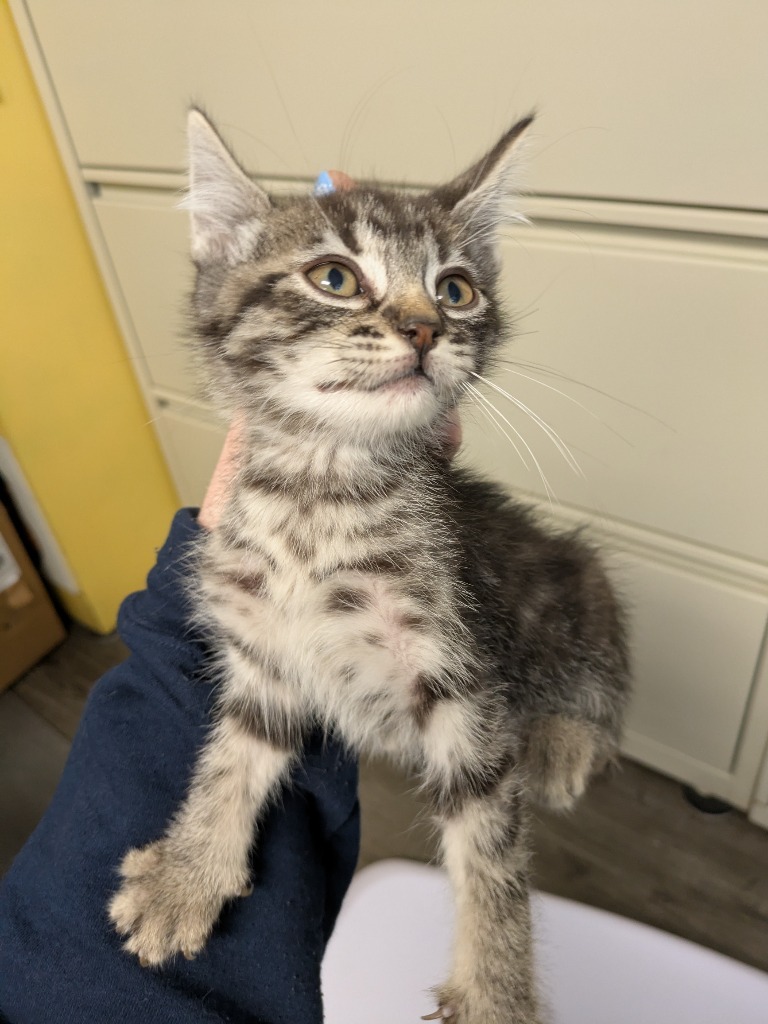 Polly, an adoptable Domestic Short Hair in Kodiak, AK, 99615 | Photo Image 2