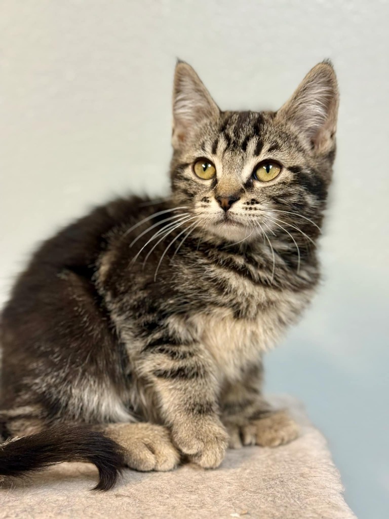 Polly, an adoptable Domestic Short Hair in Kodiak, AK, 99615 | Photo Image 3