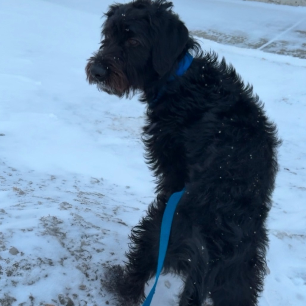 Midnite, an adoptable Mixed Breed in Bismarck, ND, 58507 | Photo Image 1