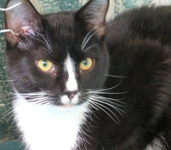 Murphy 1