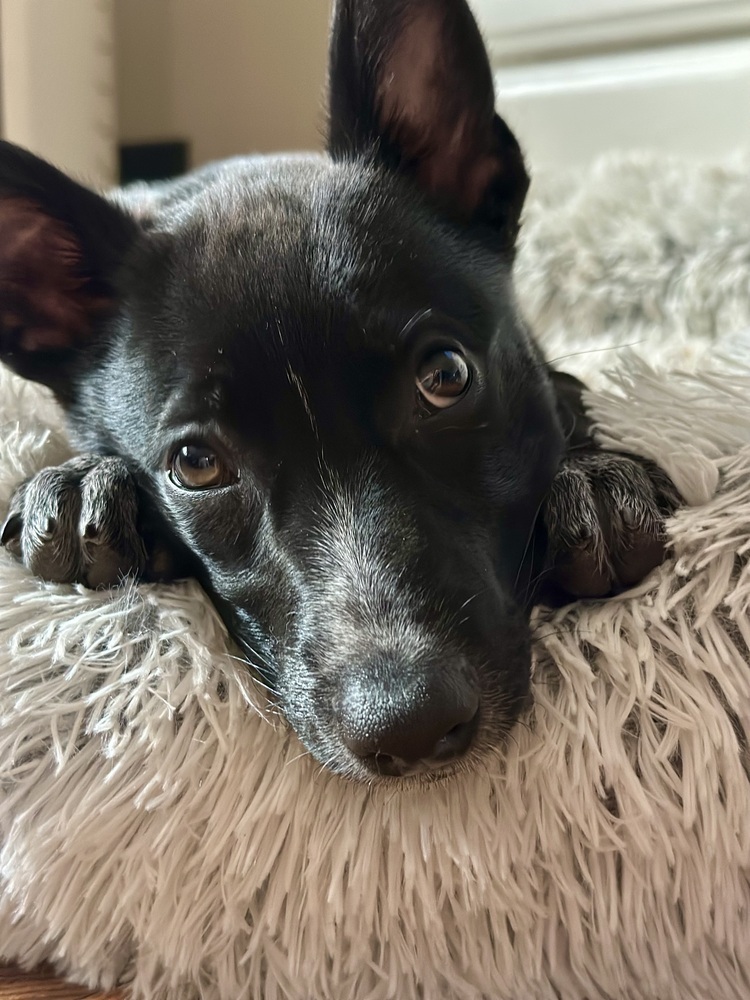 Oreo (Kya's Litter)