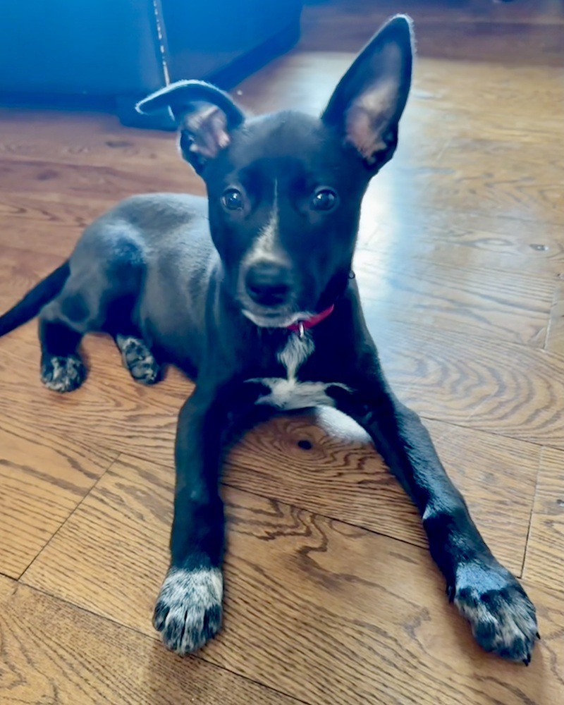 Oreo (Kya's Litter)