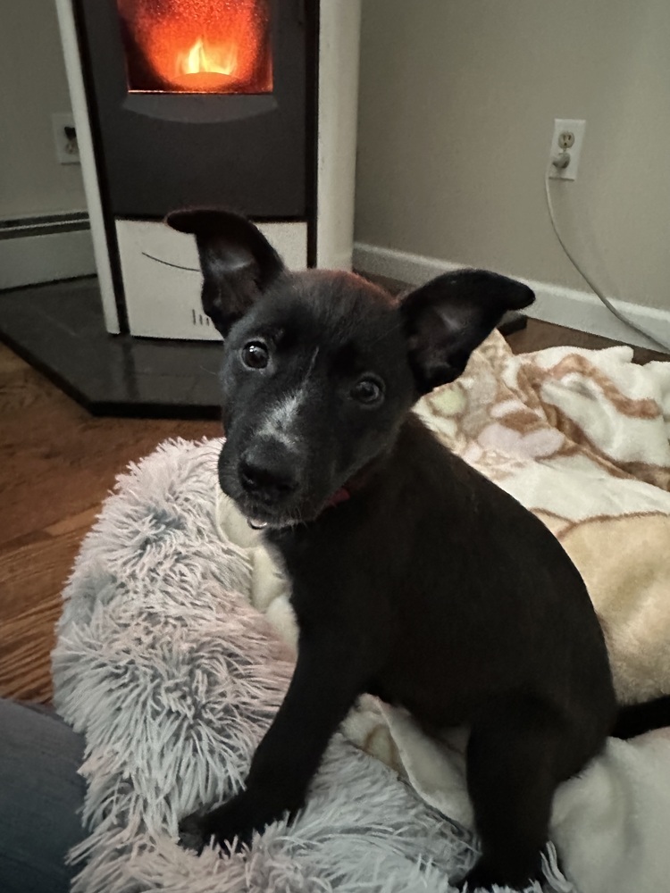 Oreo (Kya's Litter)