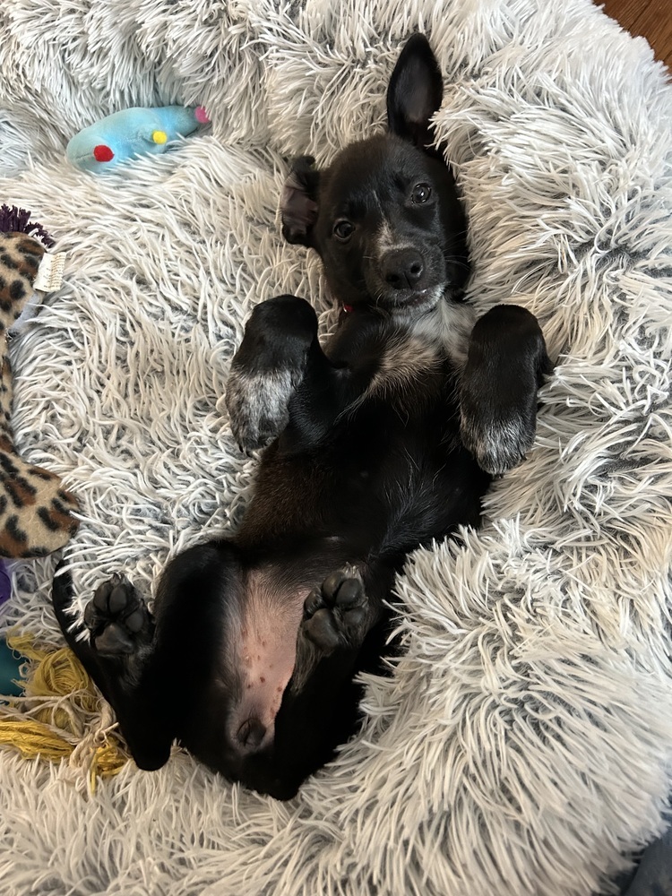 Oreo (Kya's Litter)