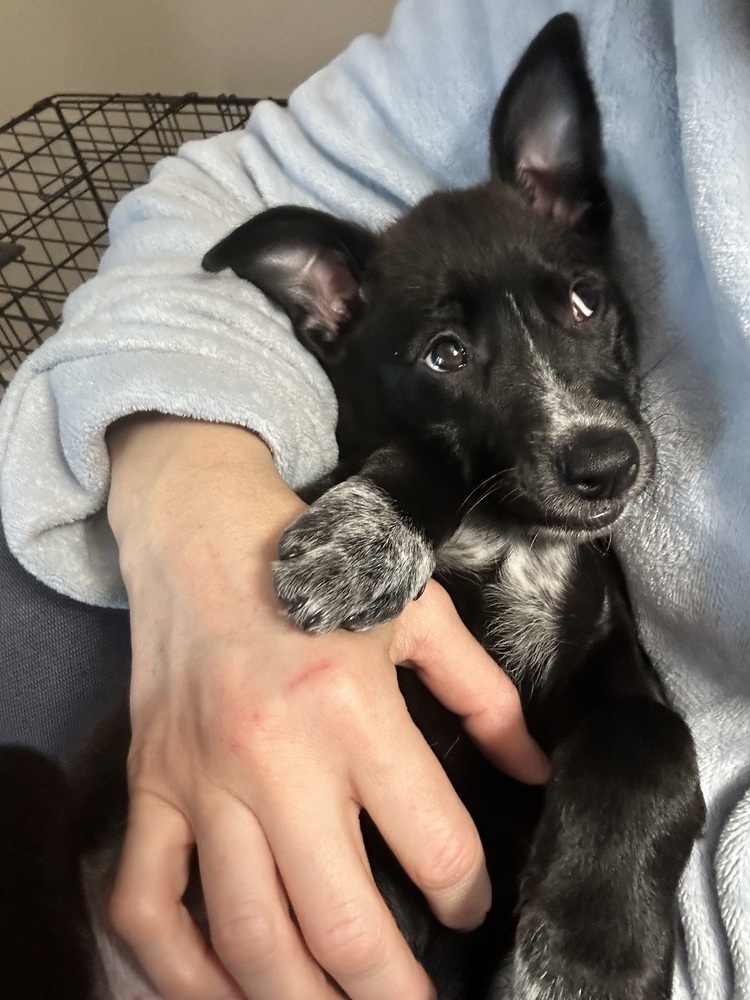 Oreo (Kya's Litter)